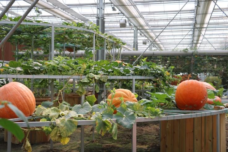 江蘇洋河農(nóng)業(yè)嘉年華(圖2) IMG_2665_看圖王.jpg